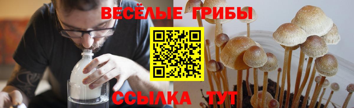 Галлюциногенные грибы Cubensis  Вход с VPN  Зеленогорск 